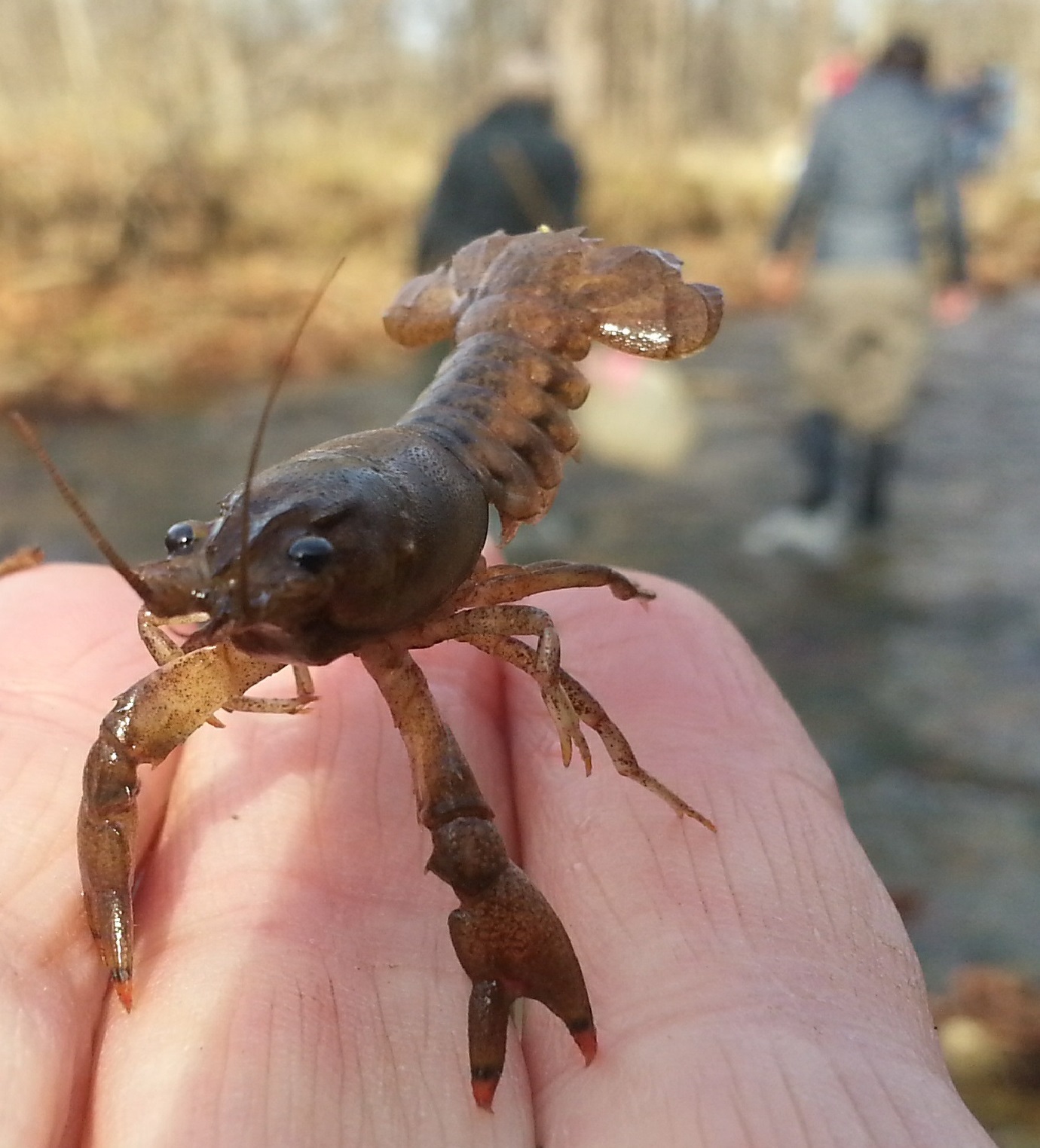 Hoosier Riverwatch and Crayfish