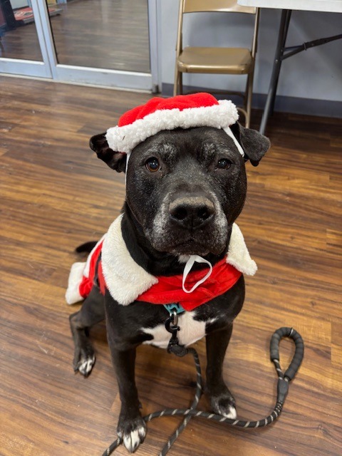 Harper the Most Terrific Fella