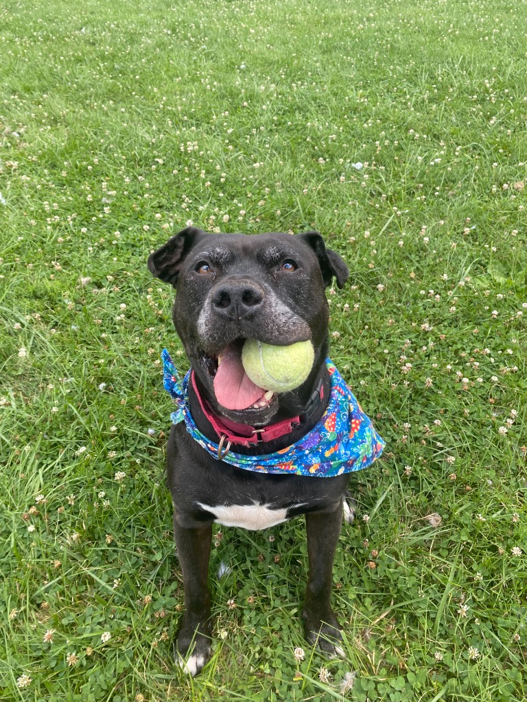 Harper the Most Terrific Fella