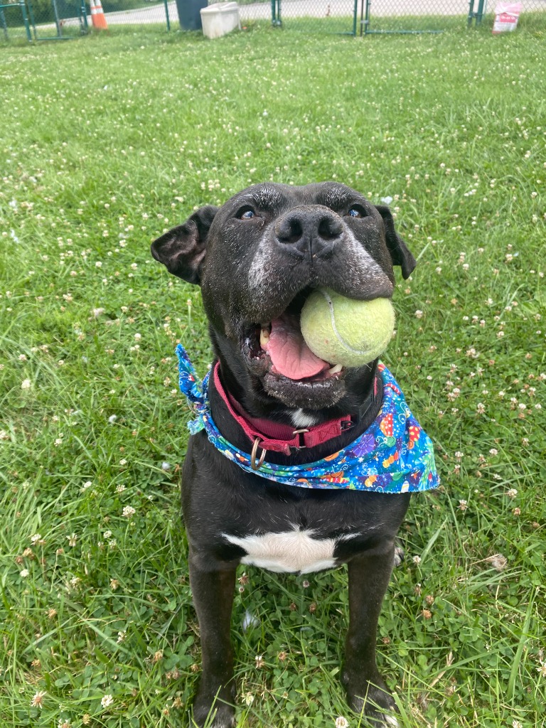 Harper the Most Terrific Fella