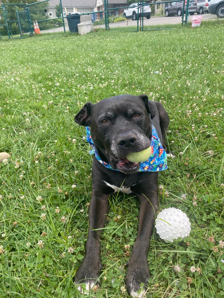 Harper the Most Terrific Fella