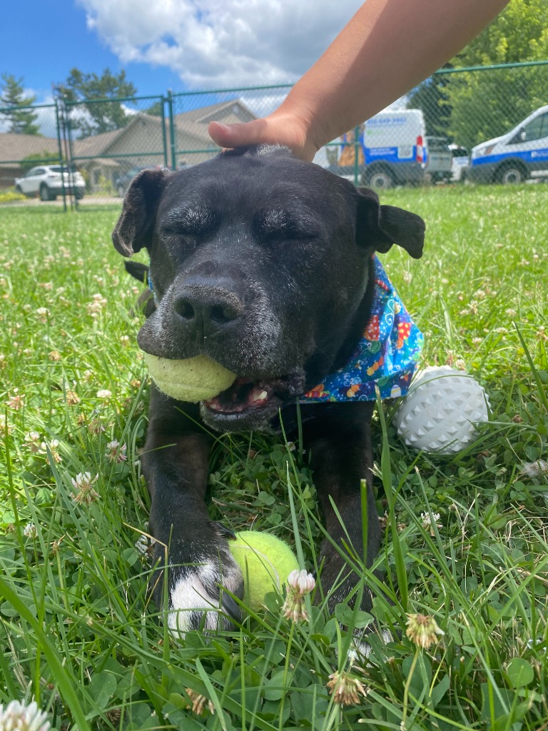 Harper the Most Terrific Fella