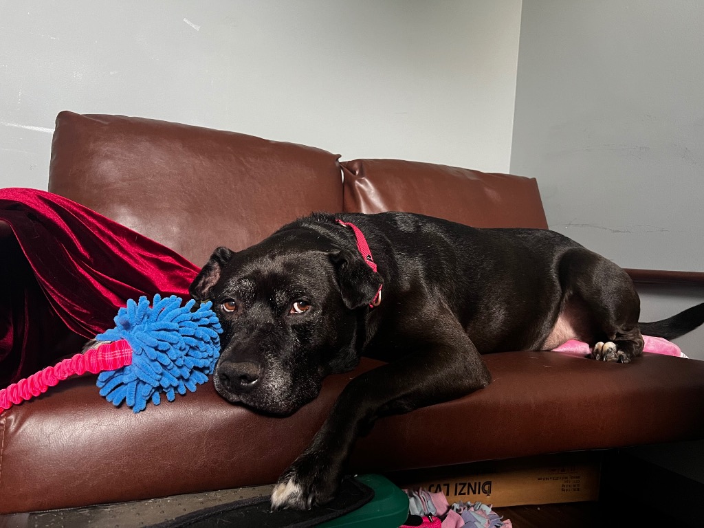 Harper the Most Terrific Fella