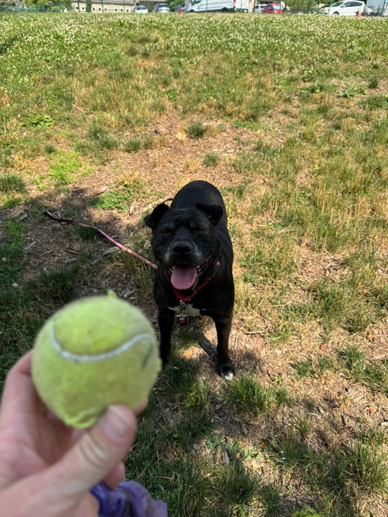 Harper the Most Terrific Fella