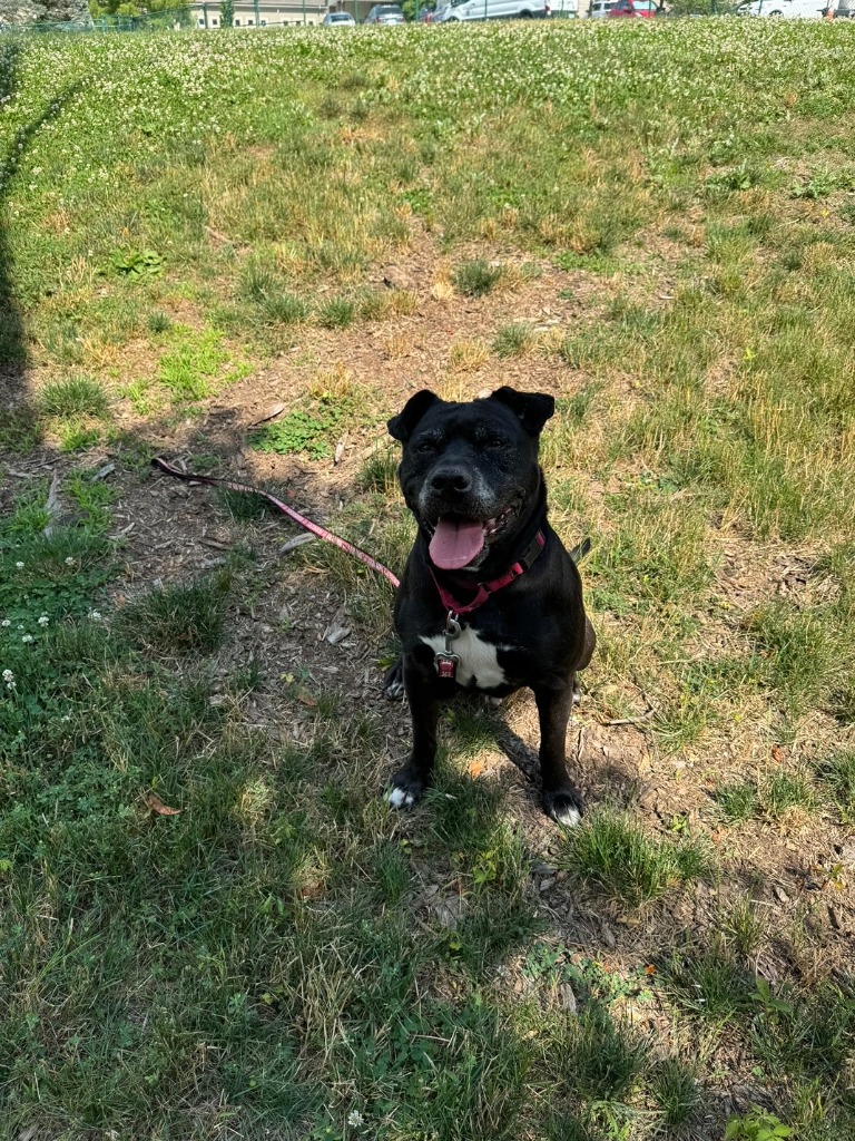 Harper the Most Terrific Fella