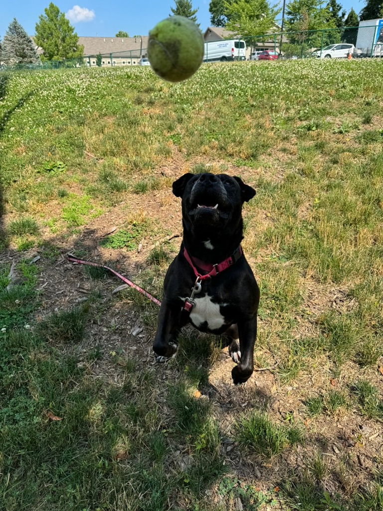 Harper the Most Terrific Fella