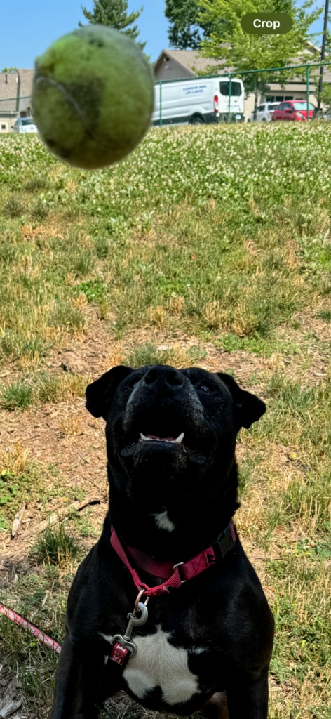 Harper the Most Terrific Fella