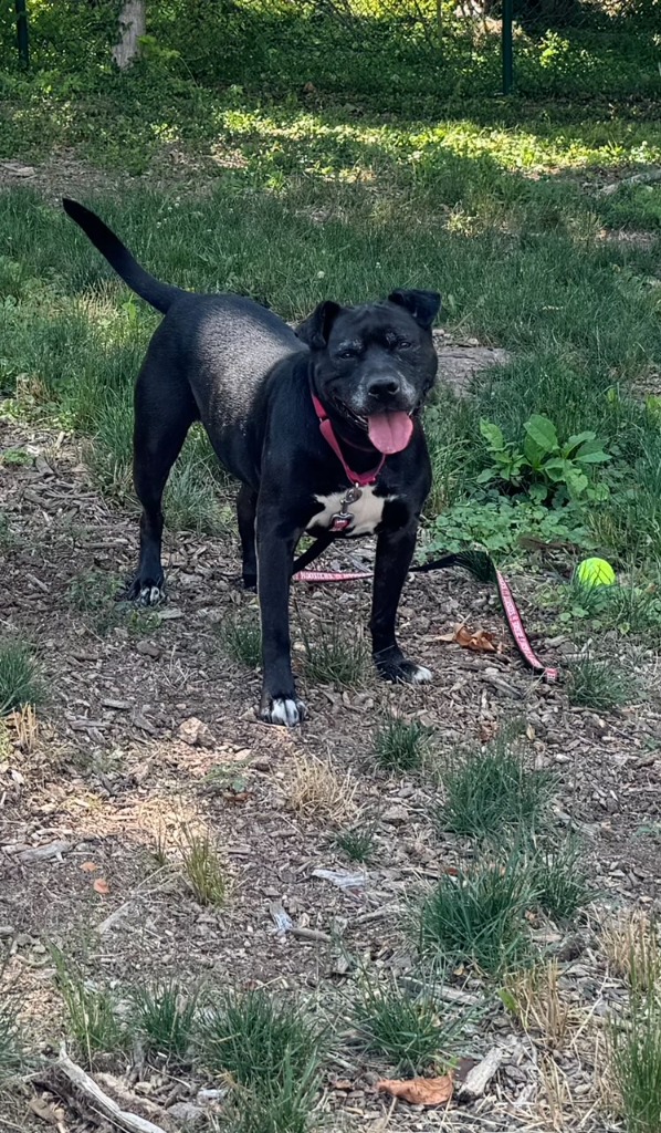 Harper the Most Terrific Fella