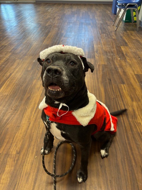 Harper the Most Terrific Fella