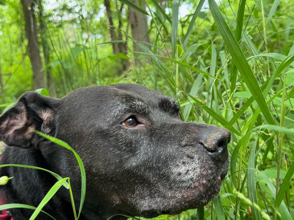 Harper the Most Terrific Fella