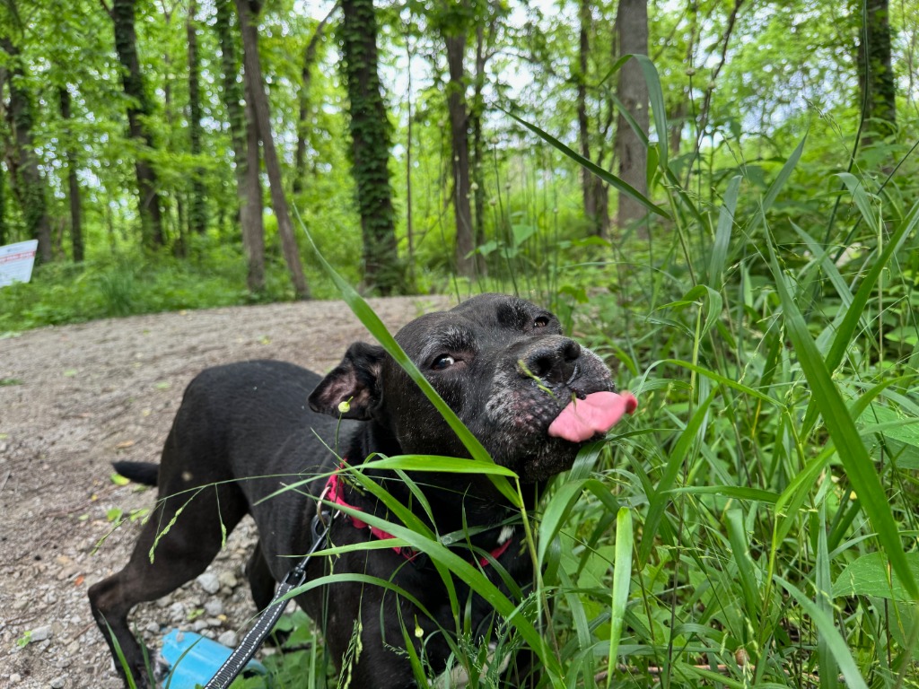 Harper the Most Terrific Fella