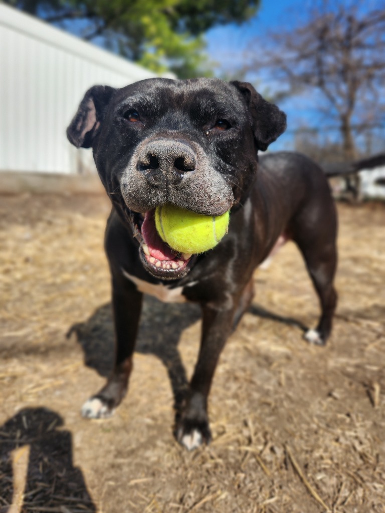 Harper the Most Terrific Fella