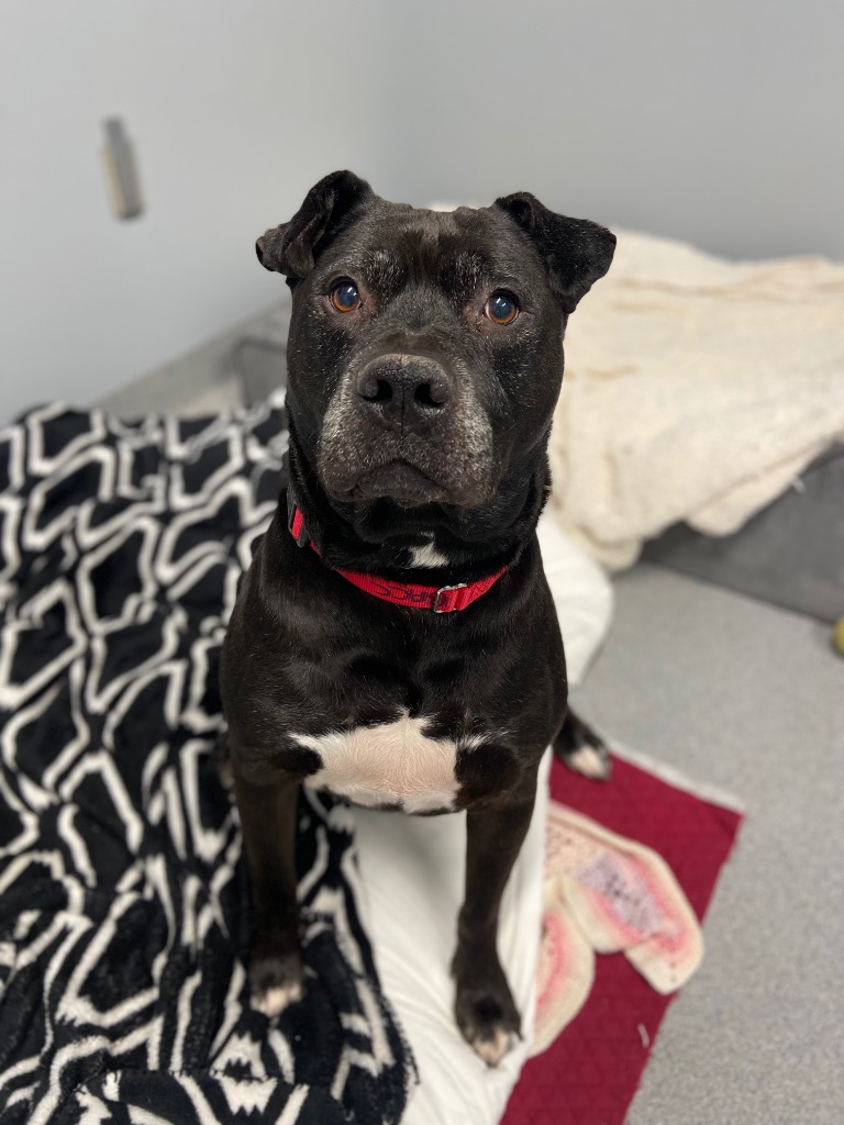 Harper the Most Terrific Fella