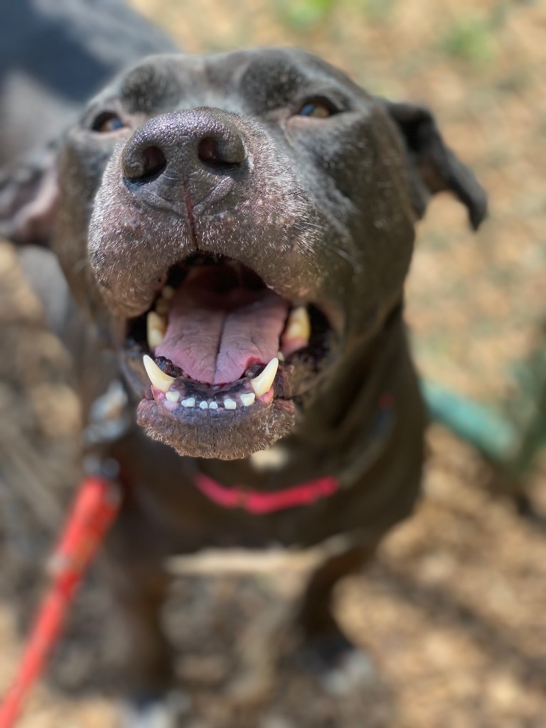 Harper the Most Terrific Fella