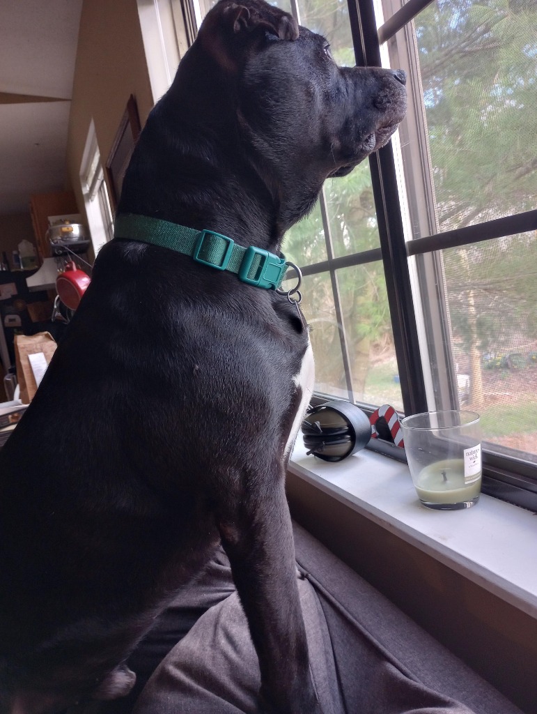 Harper the Most Terrific Fella