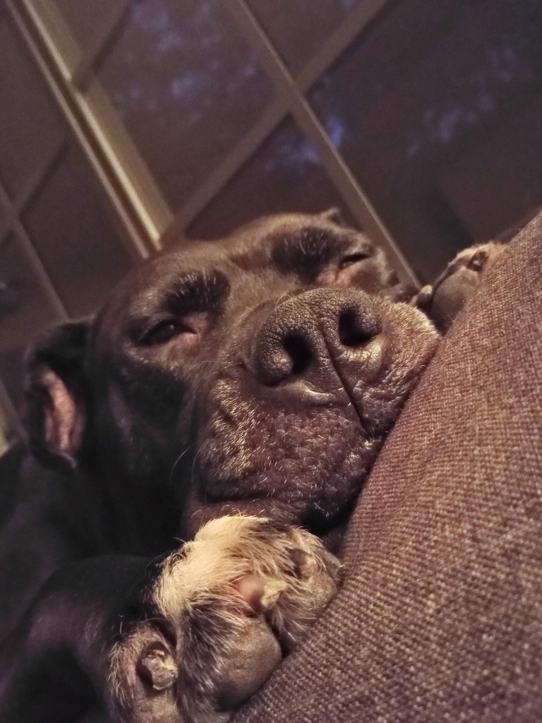 Harper the Most Terrific Fella