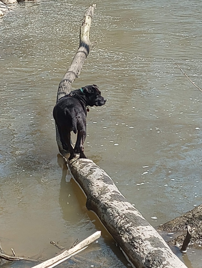 Harper the Most Terrific Fella