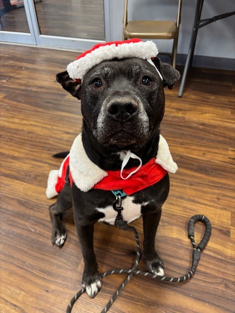 Harper the Most Terrific Fella