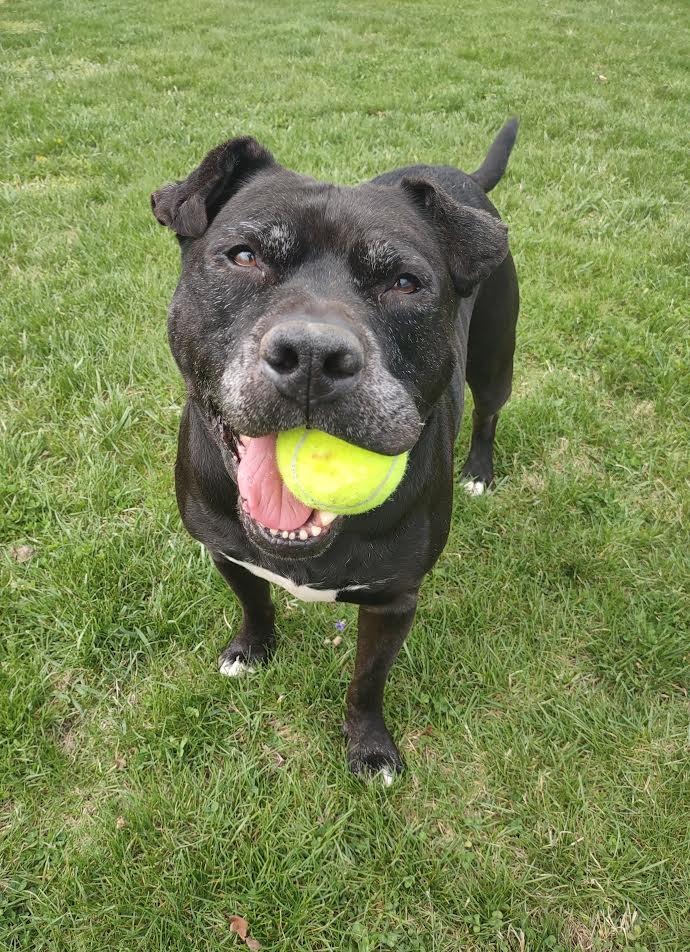 Harper the Most Terrific Fella