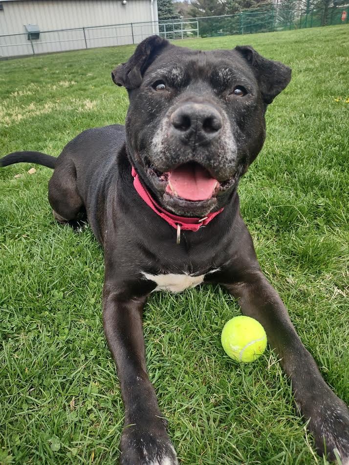 Harper the Most Terrific Fella