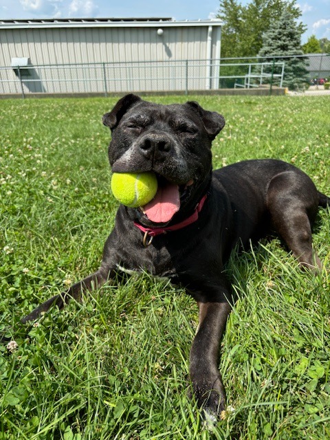 Harper the Most Terrific Fella