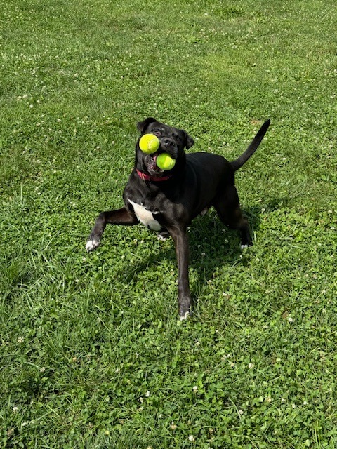 Harper the Most Terrific Fella