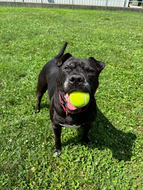 Harper the Most Terrific Fella