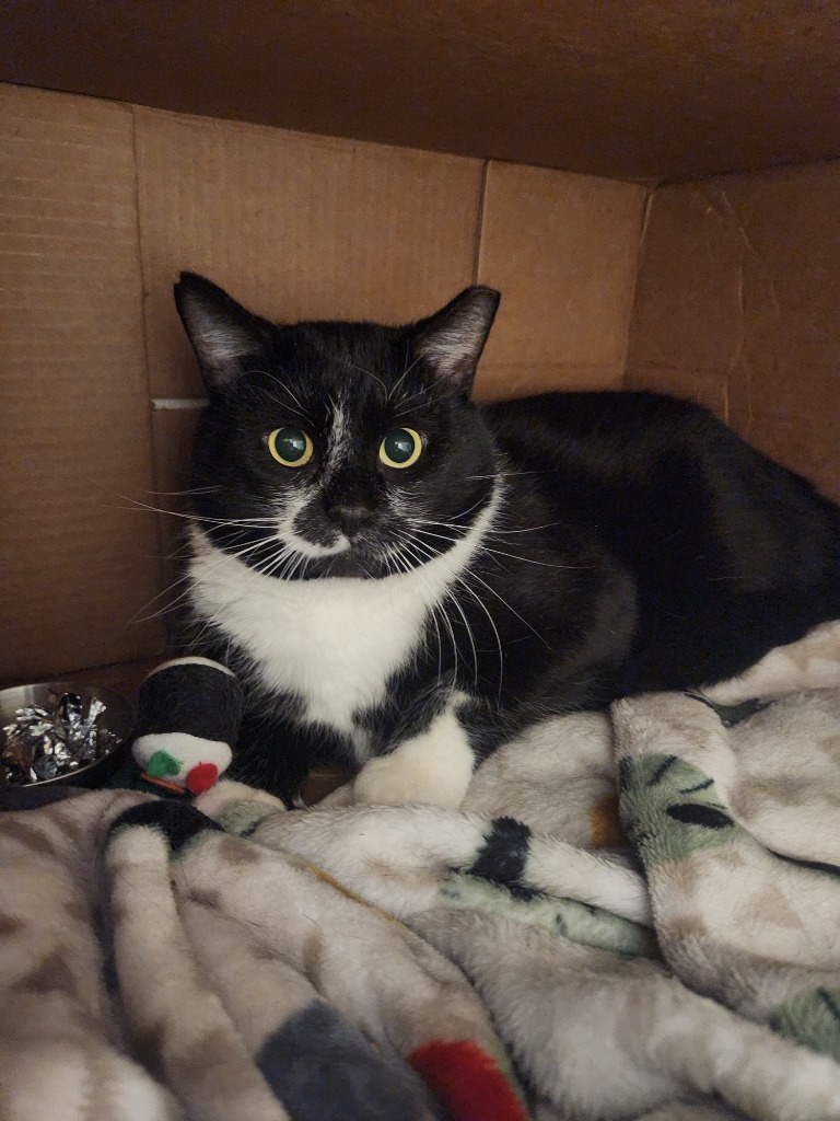 Working Cat:  Prince