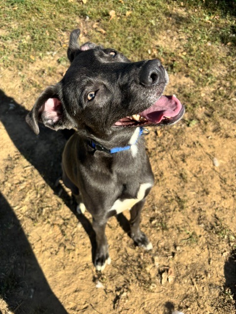 Nala Reign