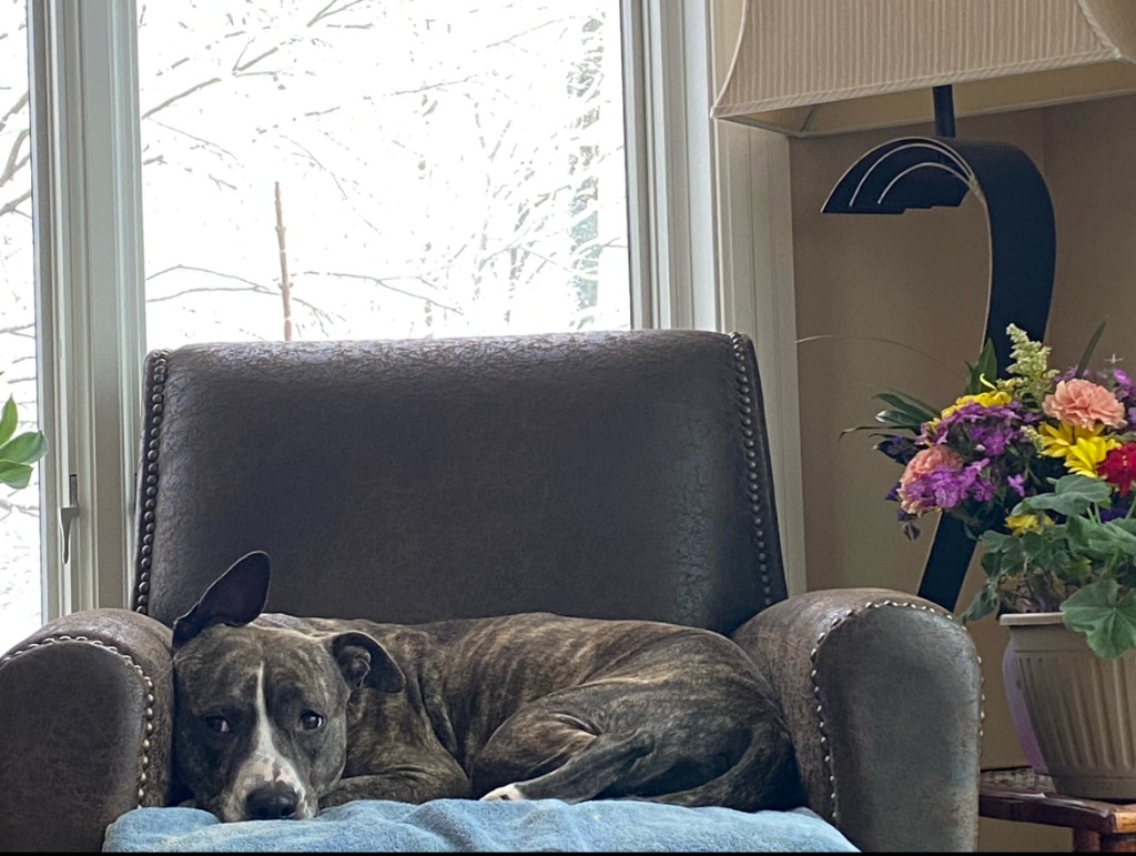 Maraschino Cherry