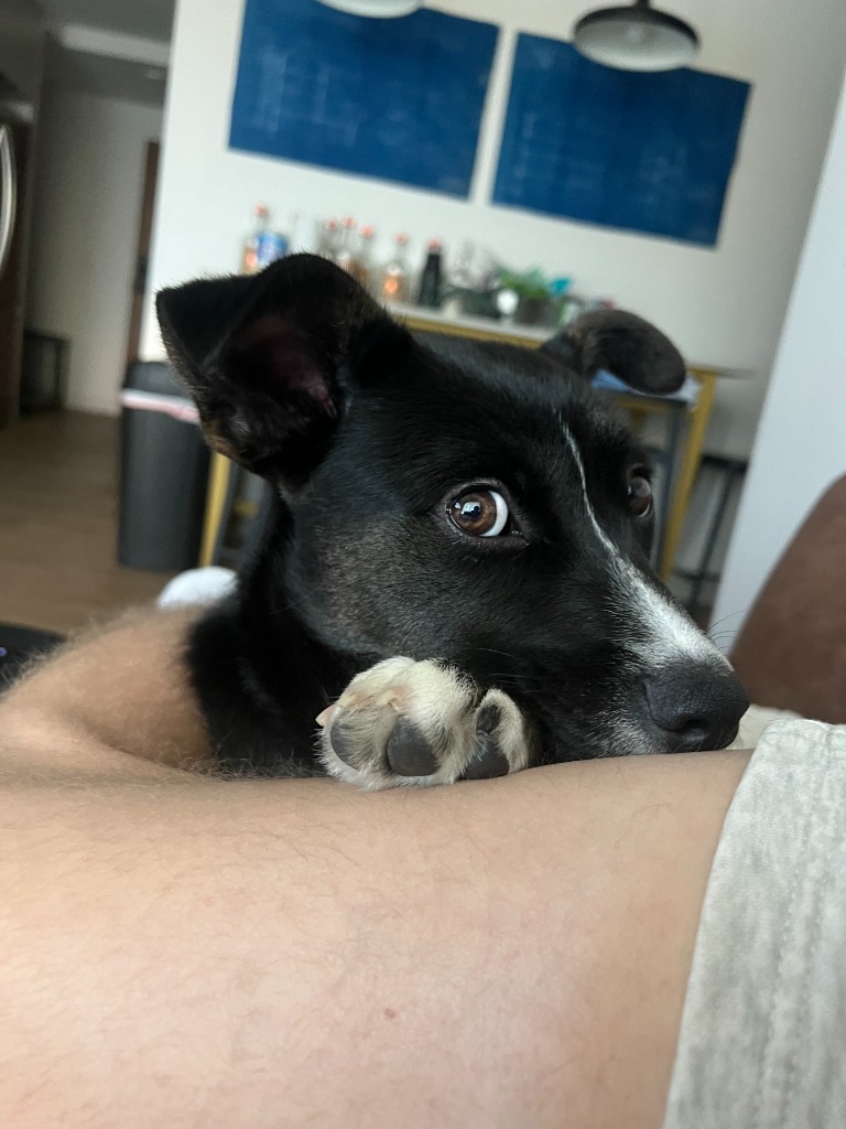 Stella