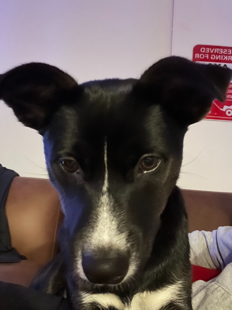 Stella