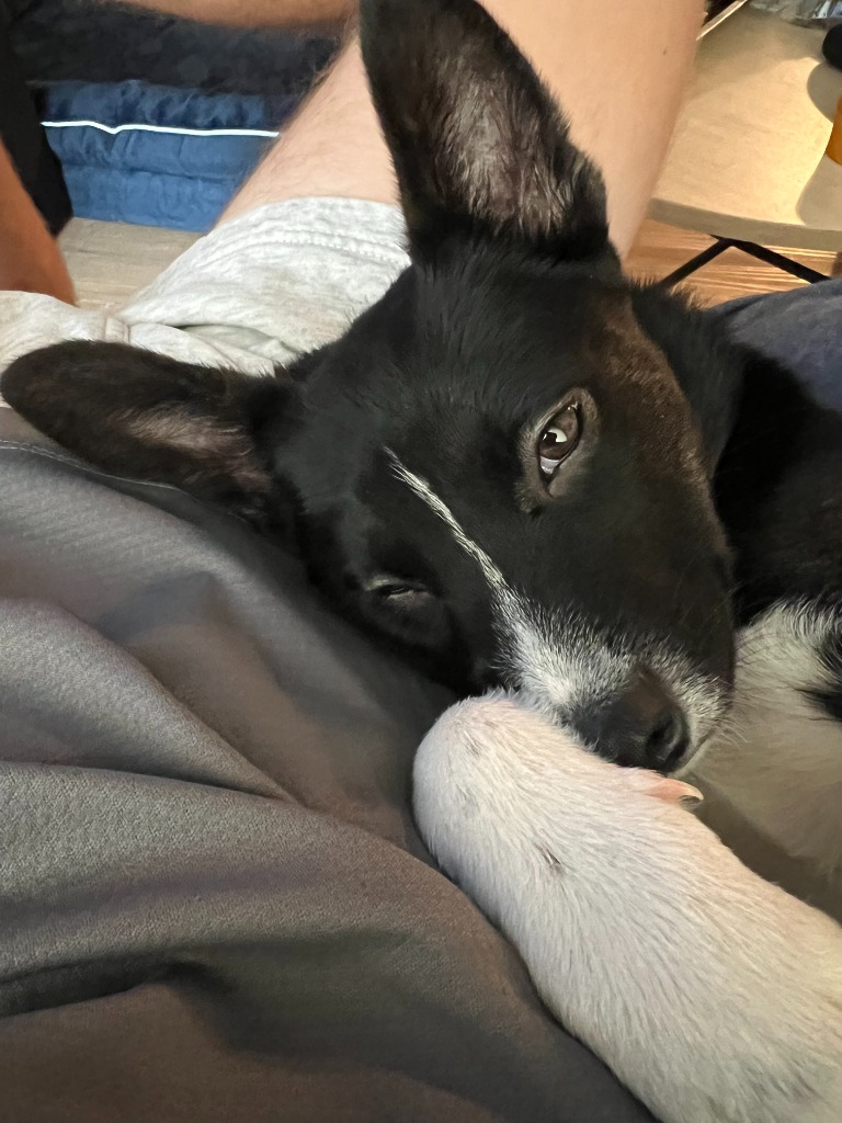 Stella