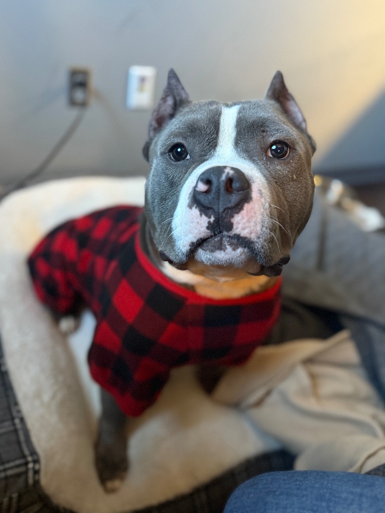 Rocco the Beefcake