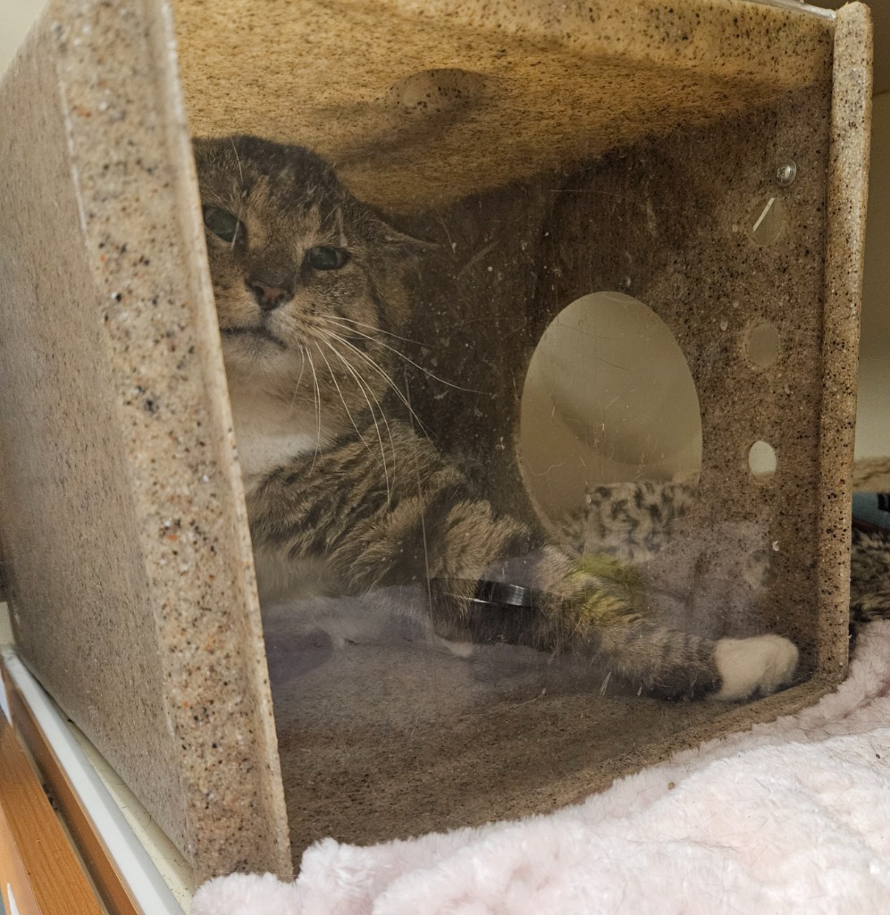 Working Cat: Cheeky Traveler