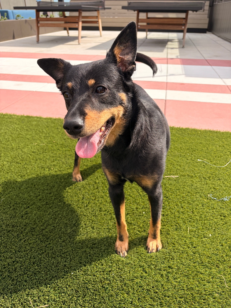 Bandi