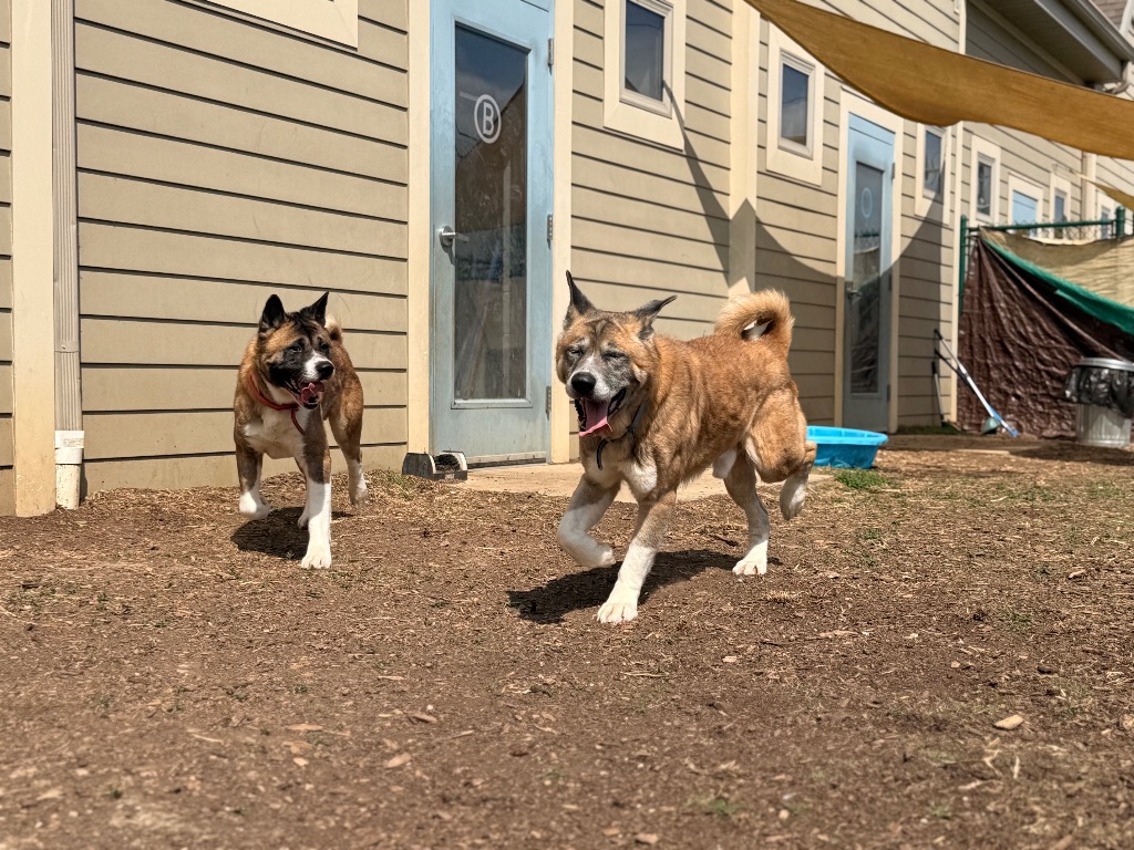 Odin