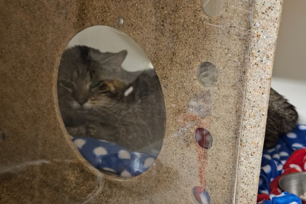 Working Cat: Stillwater