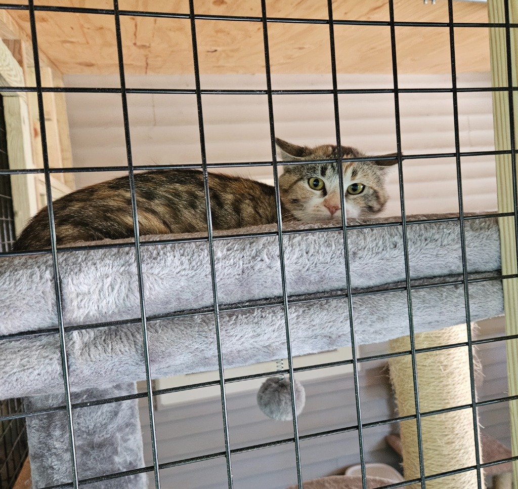Working Cat: Fern