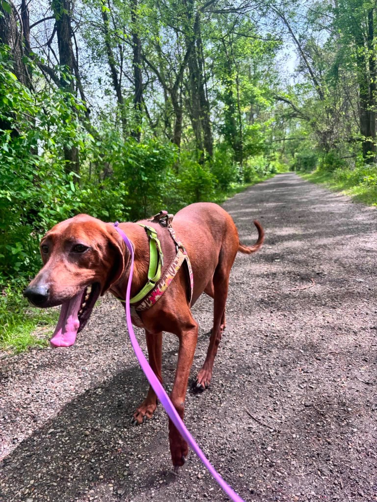 Buddy Boy | City of Bloomington, Indiana