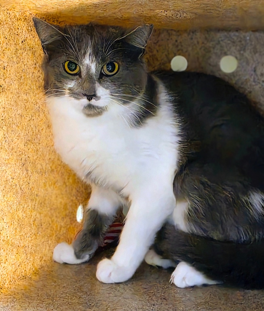 Working Cat: Tapioca