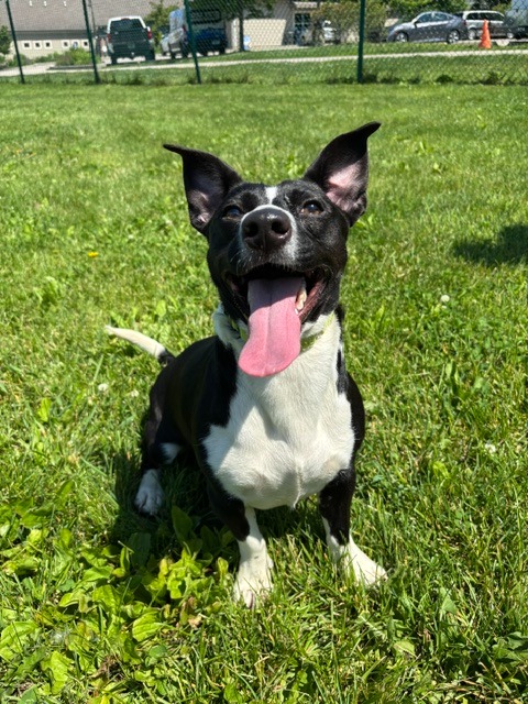 Lexie