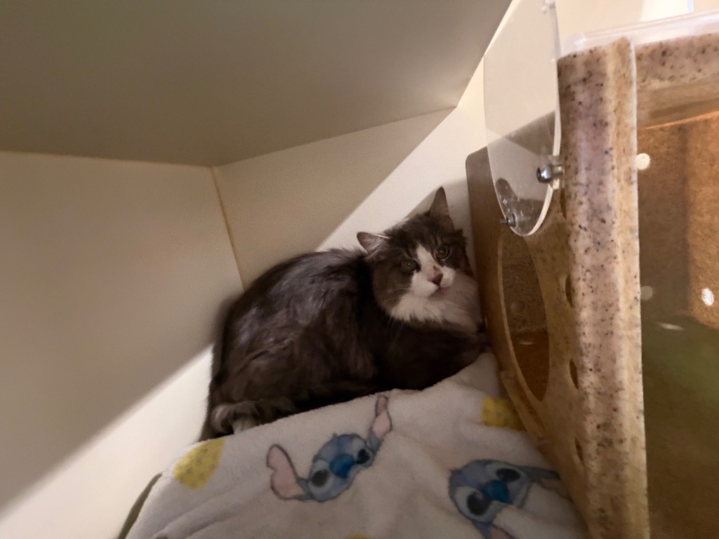 Working Cat: Bonkers