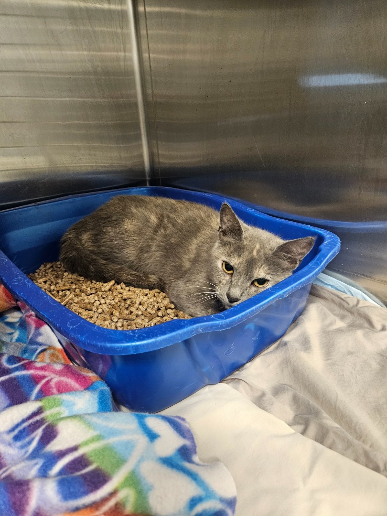 Working Cat: Sugar