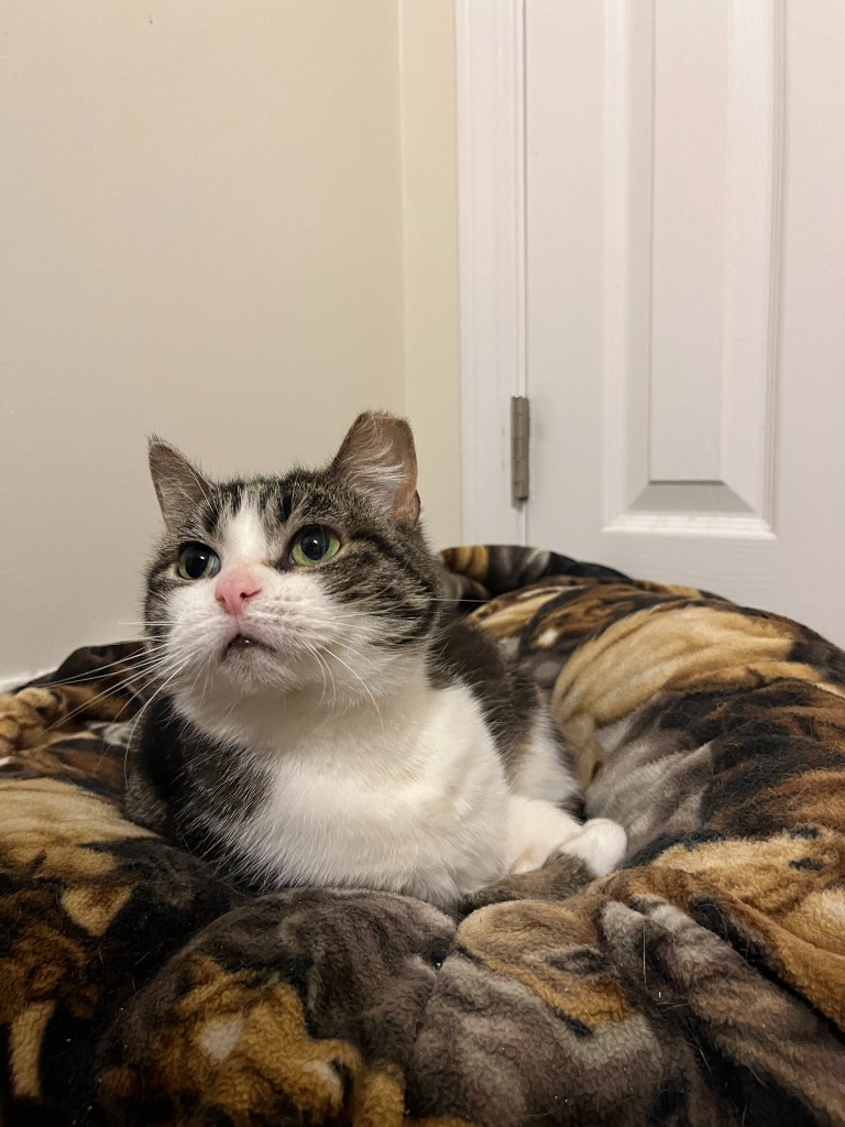 Tilly