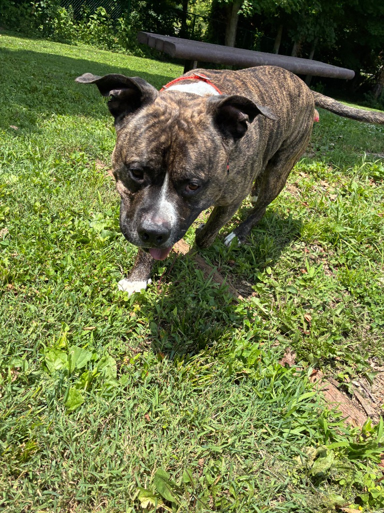 Apollo