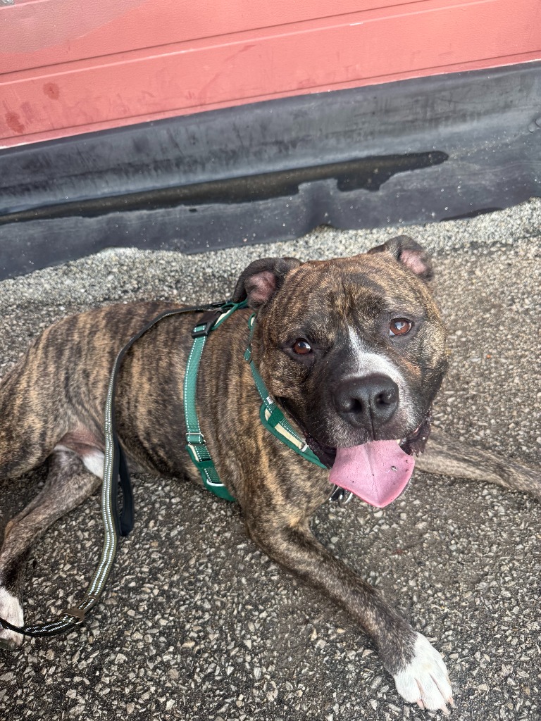 Apollo