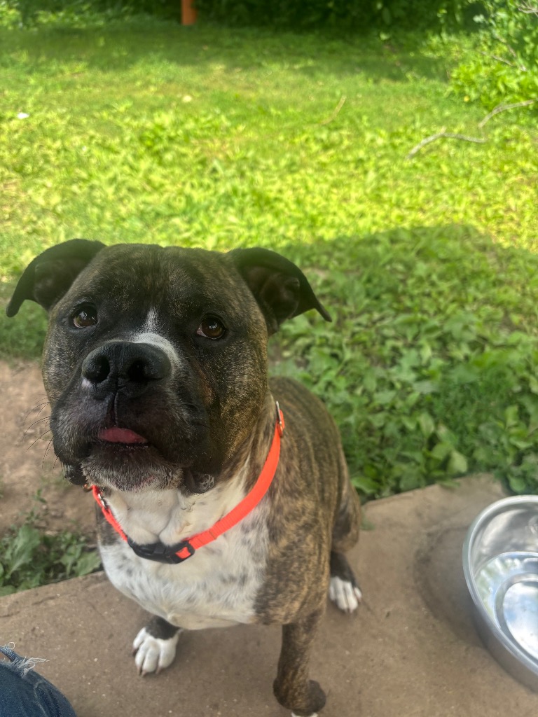 Apollo