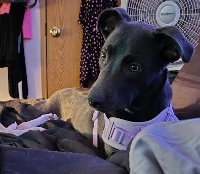 Nala