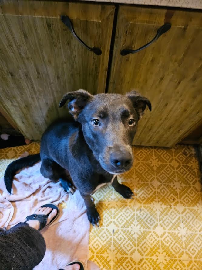 Nala